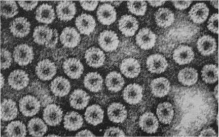 https://cdn.ncbi.nlm.nih.gov/pmc/blobs/3456/1366435/5d6beb1da973/biophysj00651-0079-a.jpg
