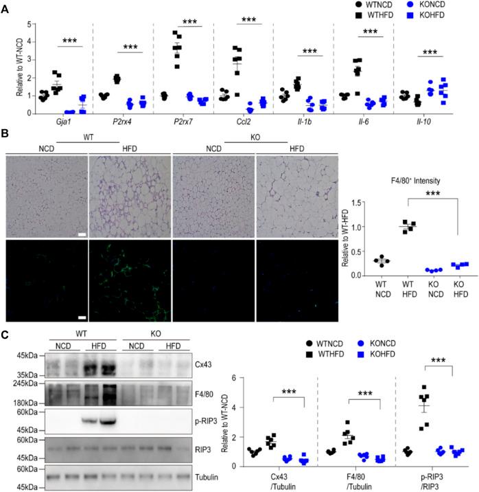 https://cdn.ncbi.nlm.nih.gov/pmc/blobs/345a/9253378/120d3bbf73cb/fcell-10-925971-g005.jpg