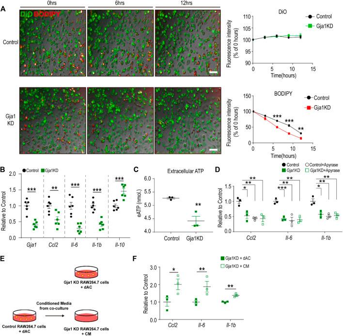 https://cdn.ncbi.nlm.nih.gov/pmc/blobs/345a/9253378/4b2f7d906bf0/fcell-10-925971-g003.jpg