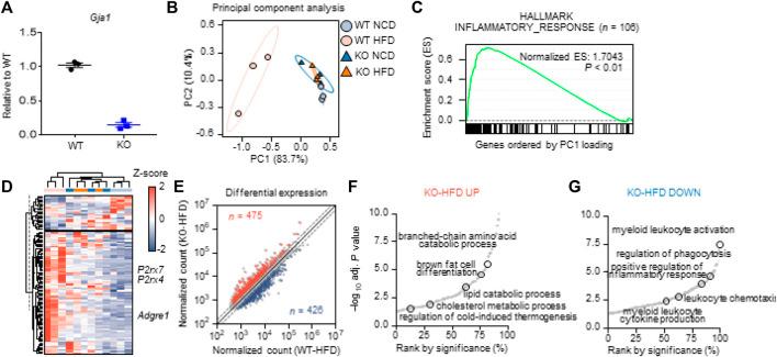 https://cdn.ncbi.nlm.nih.gov/pmc/blobs/345a/9253378/6304ba7bce8f/fcell-10-925971-g004.jpg