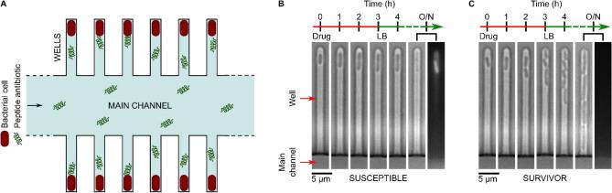 https://cdn.ncbi.nlm.nih.gov/pmc/blobs/345f/8901753/f83ca4d3a578/41598_2022_7973_Fig1_HTML.jpg