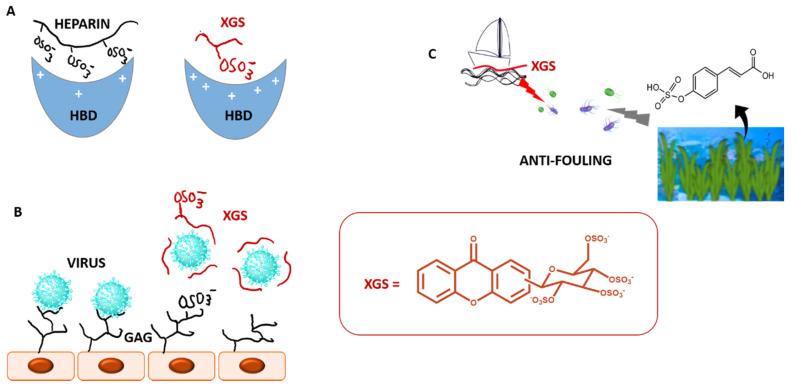 https://cdn.ncbi.nlm.nih.gov/pmc/blobs/3461/7829950/1c61be8cc6a3/molecules-26-00431-g014.jpg