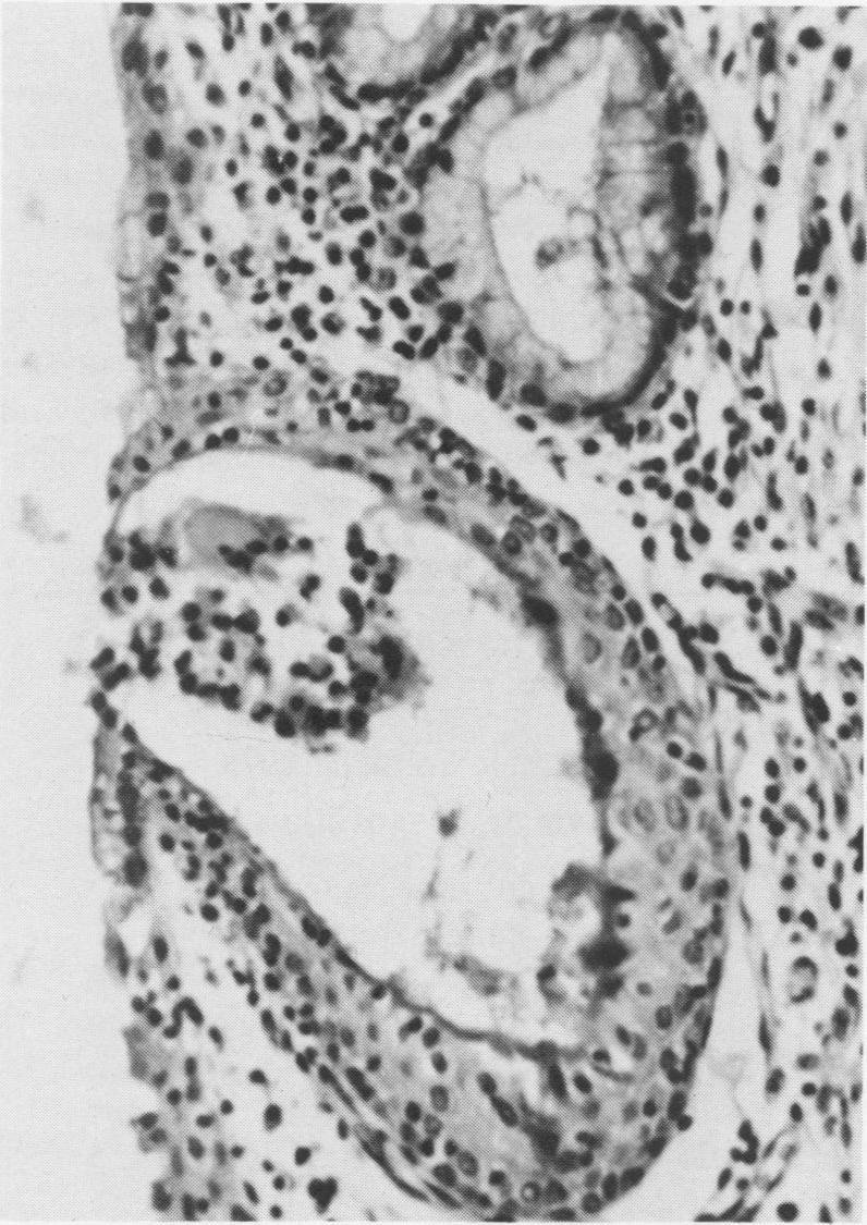 https://cdn.ncbi.nlm.nih.gov/pmc/blobs/3464/1789526/9bdb33893912/canvetj00317-0013-b.jpg
