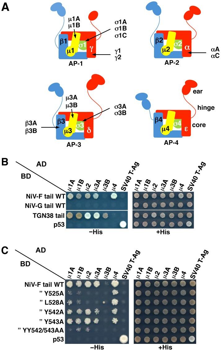 https://cdn.ncbi.nlm.nih.gov/pmc/blobs/3466/4022726/419c56cfdf52/ppat.1004107.g003.jpg
