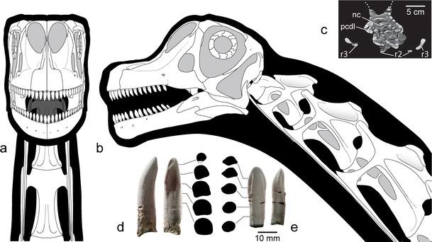https://cdn.ncbi.nlm.nih.gov/pmc/blobs/3467/2841758/6b347c628cb4/114_2010_650_Fig4_HTML.jpg