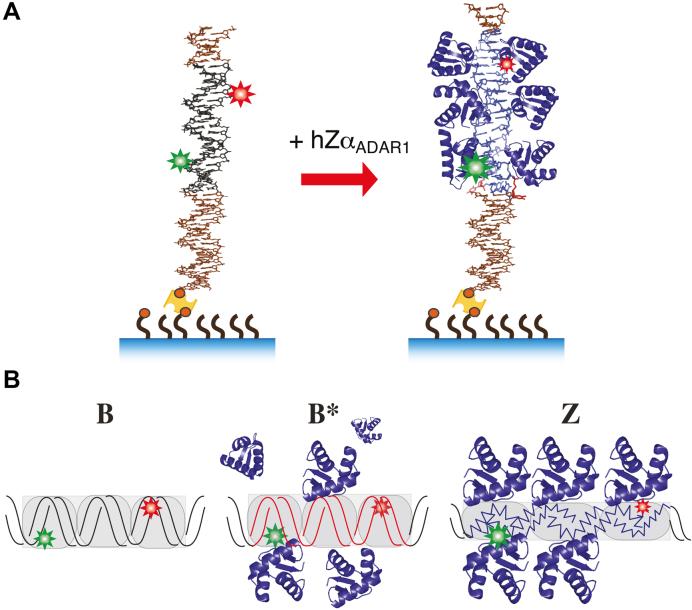 https://cdn.ncbi.nlm.nih.gov/pmc/blobs/3467/5934635/e6436f918a47/gky200fig1.jpg