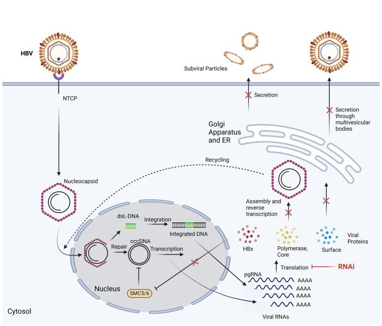 https://cdn.ncbi.nlm.nih.gov/pmc/blobs/346b/10974478/68bfee348299/microorganisms-12-00599-g002.jpg