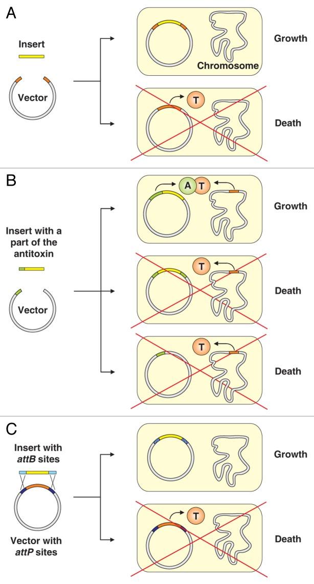 https://cdn.ncbi.nlm.nih.gov/pmc/blobs/346b/3827094/fedcc287a5a2/mge-3-e26219-g4.jpg
