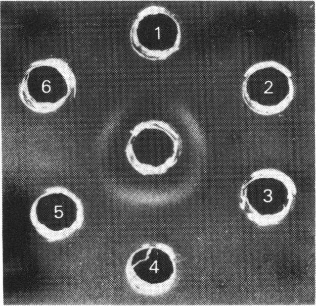 https://cdn.ncbi.nlm.nih.gov/pmc/blobs/3470/1163607/f902aa75e76c/biochemj00384-0053-b.jpg