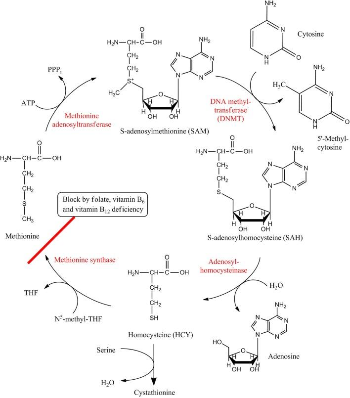 https://cdn.ncbi.nlm.nih.gov/pmc/blobs/3472/3851782/eaf6a3349216/fnagi-05-00085-g0001.jpg