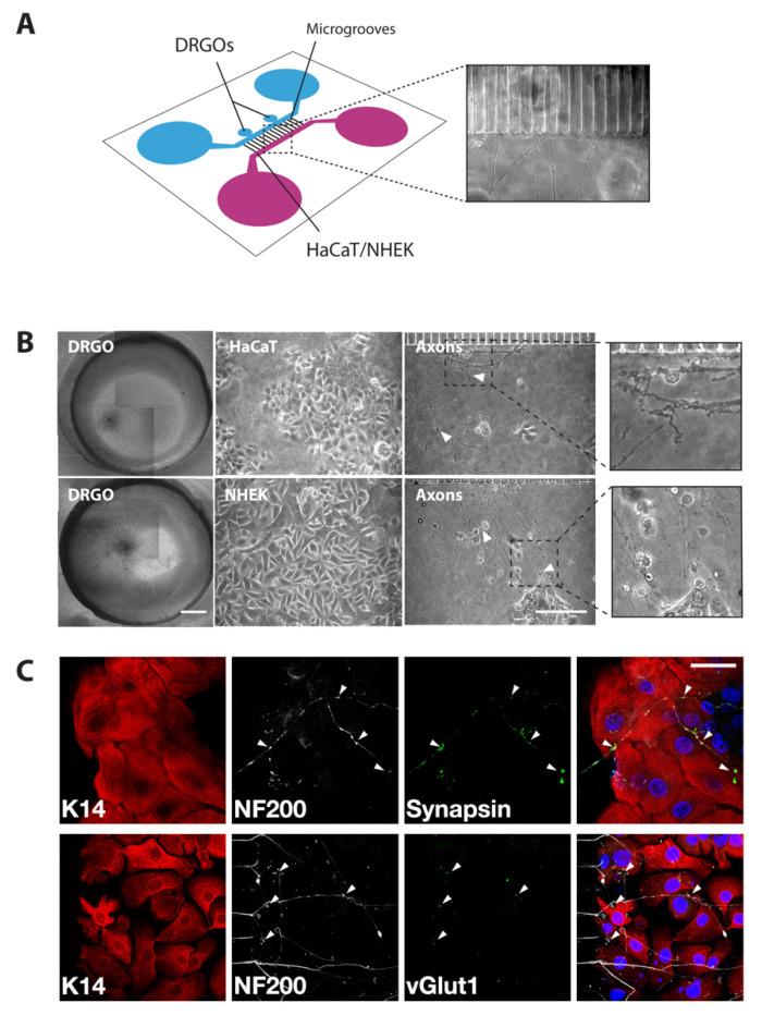 https://cdn.ncbi.nlm.nih.gov/pmc/blobs/3473/9495731/902b00be22f0/biomedicines-10-02068-g001.jpg
