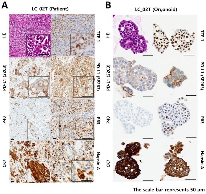 https://cdn.ncbi.nlm.nih.gov/pmc/blobs/347c/10664561/e29695a3c9c8/13046_2023_2899_Fig3_HTML.jpg