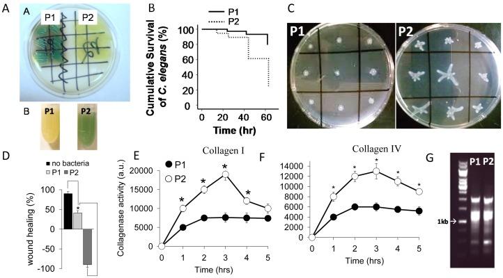 https://cdn.ncbi.nlm.nih.gov/pmc/blobs/347e/3432121/480558955e60/pone.0044326.g003.jpg