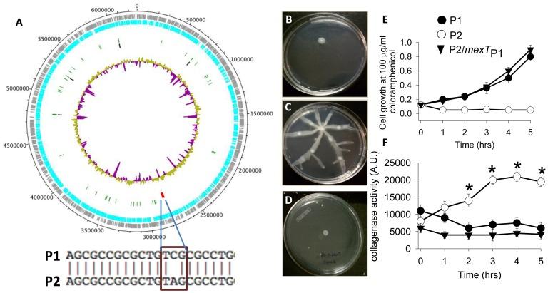 https://cdn.ncbi.nlm.nih.gov/pmc/blobs/347e/3432121/d6296c4001be/pone.0044326.g006.jpg