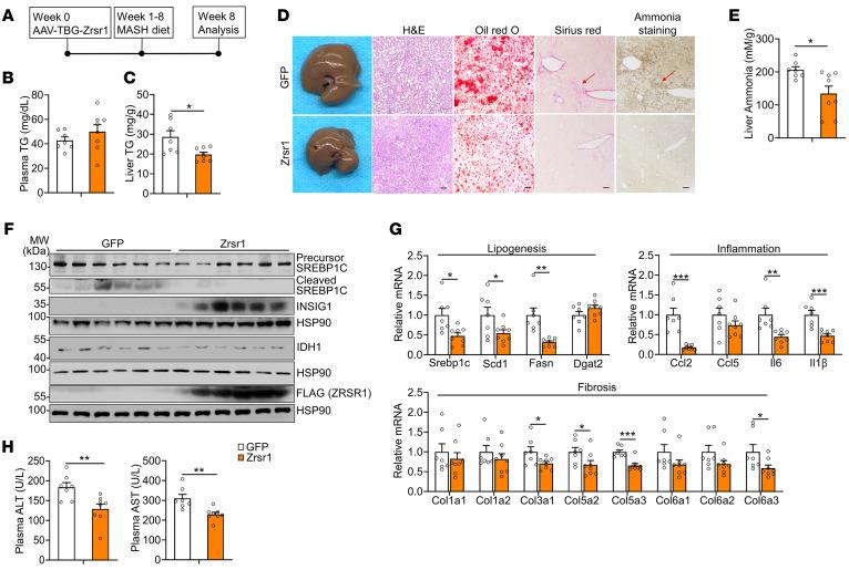 https://cdn.ncbi.nlm.nih.gov/pmc/blobs/3480/12077890/2d59e35b4403/jci-135-186478-g220.jpg