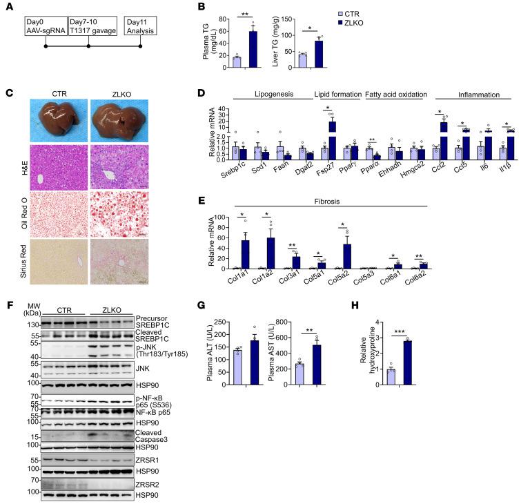 https://cdn.ncbi.nlm.nih.gov/pmc/blobs/3480/12077890/47a4eea7fd28/jci-135-186478-g223.jpg