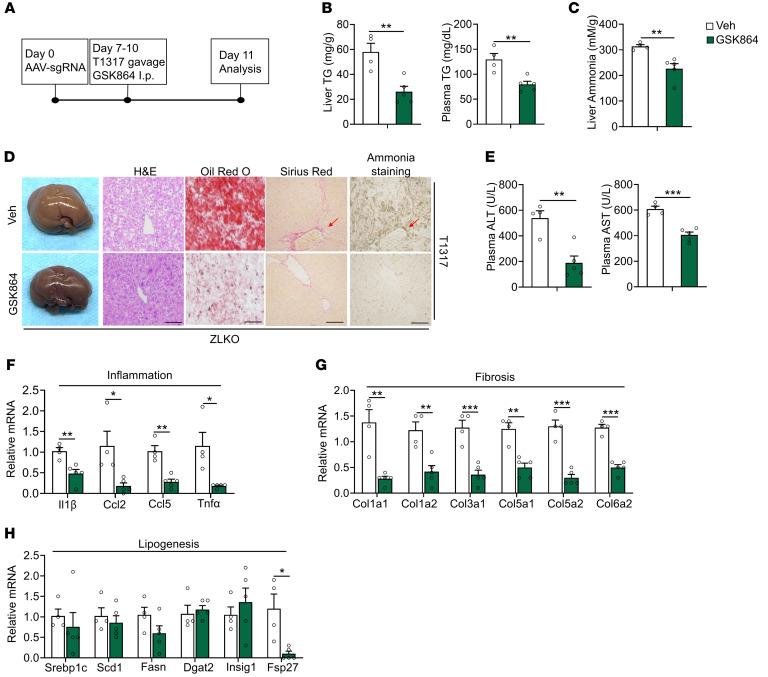 https://cdn.ncbi.nlm.nih.gov/pmc/blobs/3480/12077890/81260555e285/jci-135-186478-g229.jpg