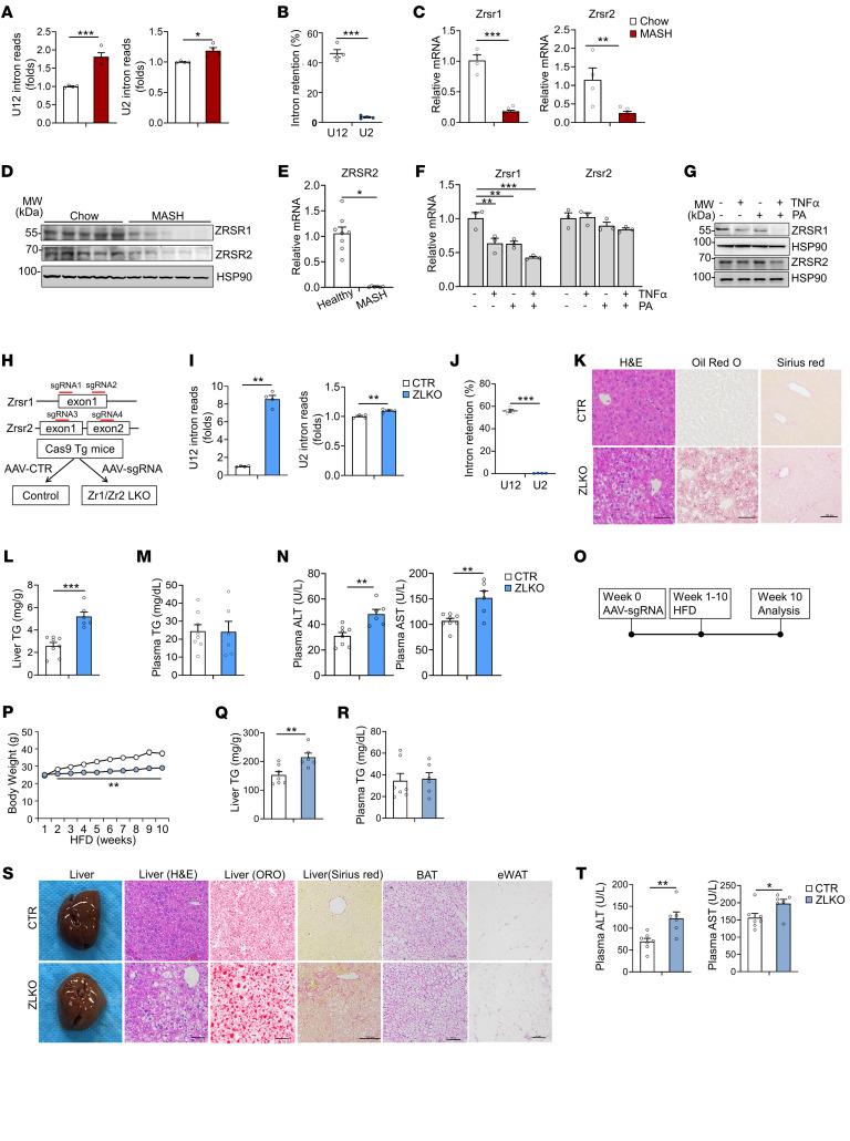 https://cdn.ncbi.nlm.nih.gov/pmc/blobs/3480/12077890/825255c70328/jci-135-186478-g219.jpg