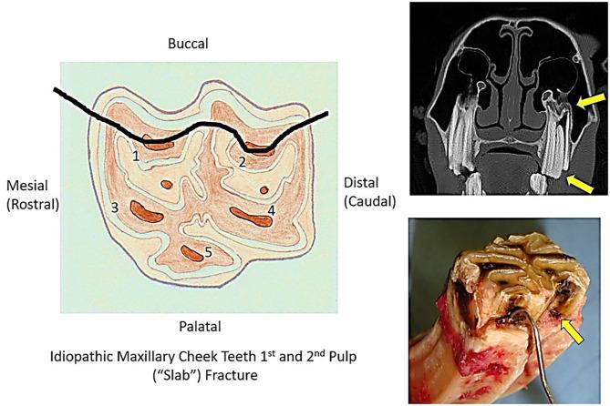 https://cdn.ncbi.nlm.nih.gov/pmc/blobs/3481/8192706/5181c5aa9857/fvets-08-646870-g0002.jpg
