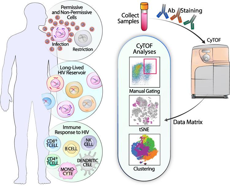 https://cdn.ncbi.nlm.nih.gov/pmc/blobs/3482/10102095/6a5329113bec/11904_2023_649_Fig1_HTML.jpg