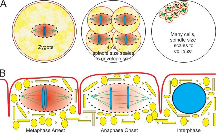 https://cdn.ncbi.nlm.nih.gov/pmc/blobs/3484/4555814/9e3edafe86d9/JCB_201508007_Fig1.jpg
