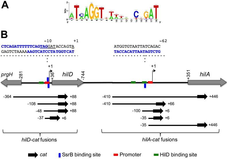 https://cdn.ncbi.nlm.nih.gov/pmc/blobs/3485/5562331/2aa98a802699/ppat.1006497.g004.jpg