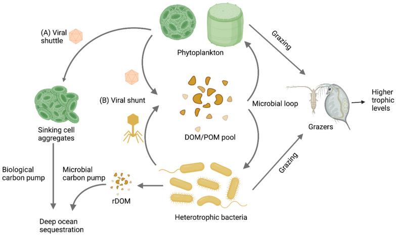 https://cdn.ncbi.nlm.nih.gov/pmc/blobs/3486/9029791/1906900e604b/viruses-14-00702-g002.jpg