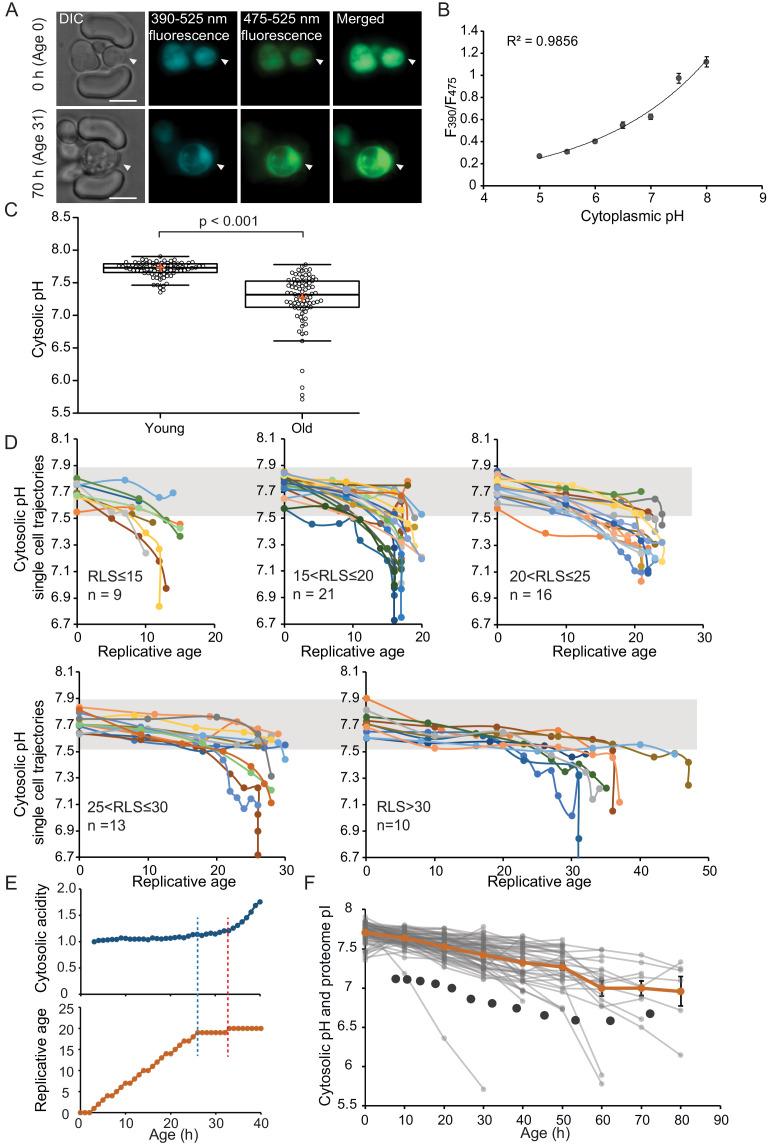 https://cdn.ncbi.nlm.nih.gov/pmc/blobs/3488/7556870/e56dce20ce06/elife-54707-fig1.jpg