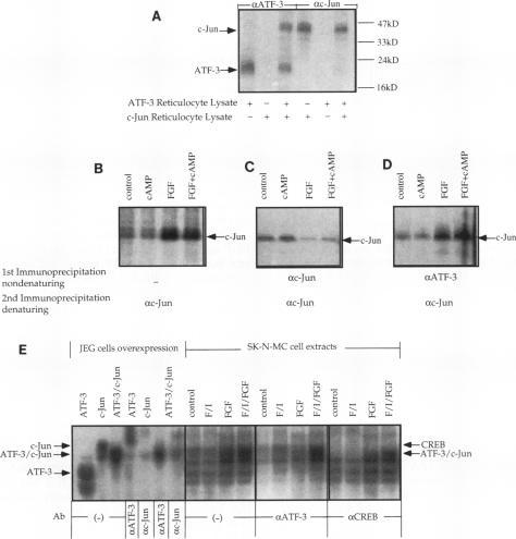 https://cdn.ncbi.nlm.nih.gov/pmc/blobs/3489/359291/4c4317279ea1/molcellb00011-0527-a.jpg