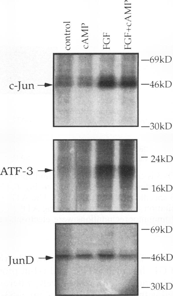 https://cdn.ncbi.nlm.nih.gov/pmc/blobs/3489/359291/e0254a35cfbe/molcellb00011-0525-a.jpg