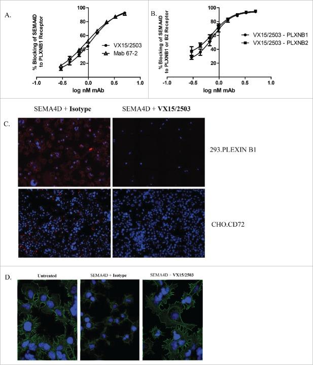 https://cdn.ncbi.nlm.nih.gov/pmc/blobs/3489/4966508/c77fe3d12539/kmab-08-01-1102813-g003.jpg