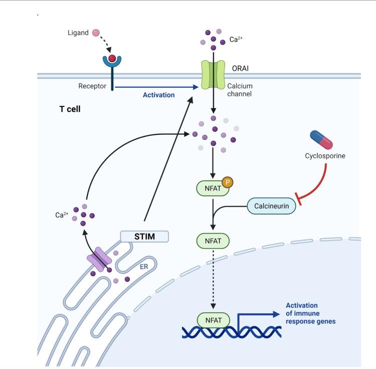 https://cdn.ncbi.nlm.nih.gov/pmc/blobs/348a/9514671/12e20aeb8478/cureus-0014-00000028358-i01.jpg