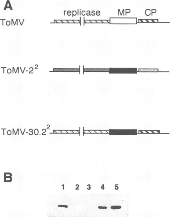 https://cdn.ncbi.nlm.nih.gov/pmc/blobs/348c/238078/cba4eedee881/jvirol00032-0113-a.jpg