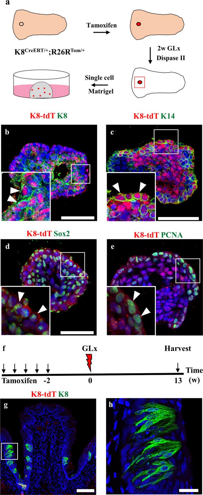 https://cdn.ncbi.nlm.nih.gov/pmc/blobs/348e/9898541/c48993a67ec5/12276_2022_924_Fig5_HTML.jpg