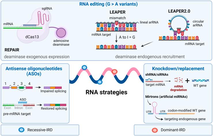 https://cdn.ncbi.nlm.nih.gov/pmc/blobs/348f/12142558/9574ffa0091c/gr2.jpg