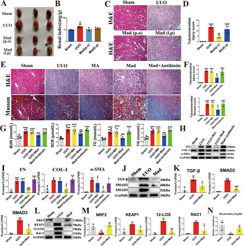 https://cdn.ncbi.nlm.nih.gov/pmc/blobs/348f/9568537/08dcfa0202da/41467_2022_33824_Fig6_HTML.jpg