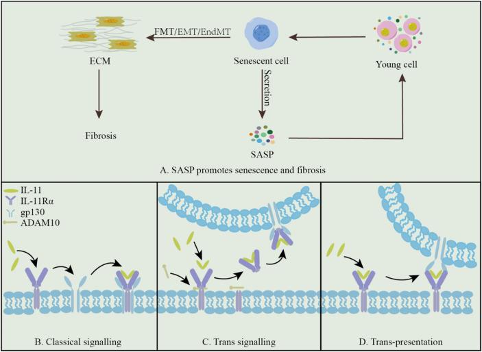 https://cdn.ncbi.nlm.nih.gov/pmc/blobs/3492/12220104/56d727472192/40001_2025_2755_Fig1_HTML.jpg