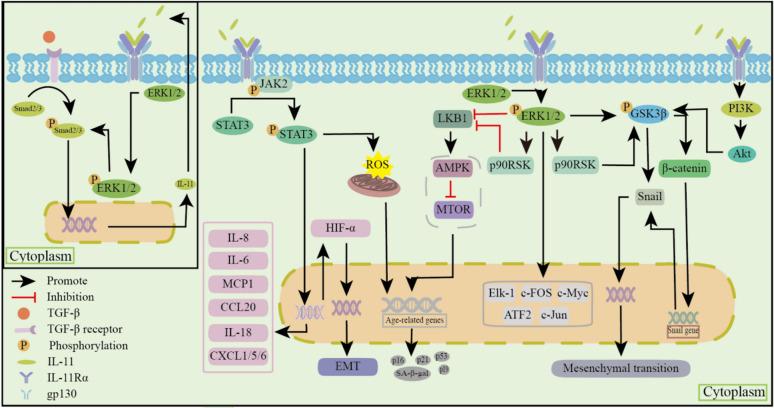 https://cdn.ncbi.nlm.nih.gov/pmc/blobs/3492/12220104/f25c85bf7329/40001_2025_2755_Fig2_HTML.jpg