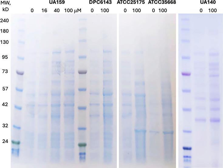 https://cdn.ncbi.nlm.nih.gov/pmc/blobs/3493/12403815/b8b0a817f351/spectrum.00693-25.f005.jpg