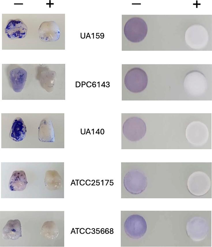 https://cdn.ncbi.nlm.nih.gov/pmc/blobs/3493/12403815/d6b5aba19db6/spectrum.00693-25.f003.jpg
