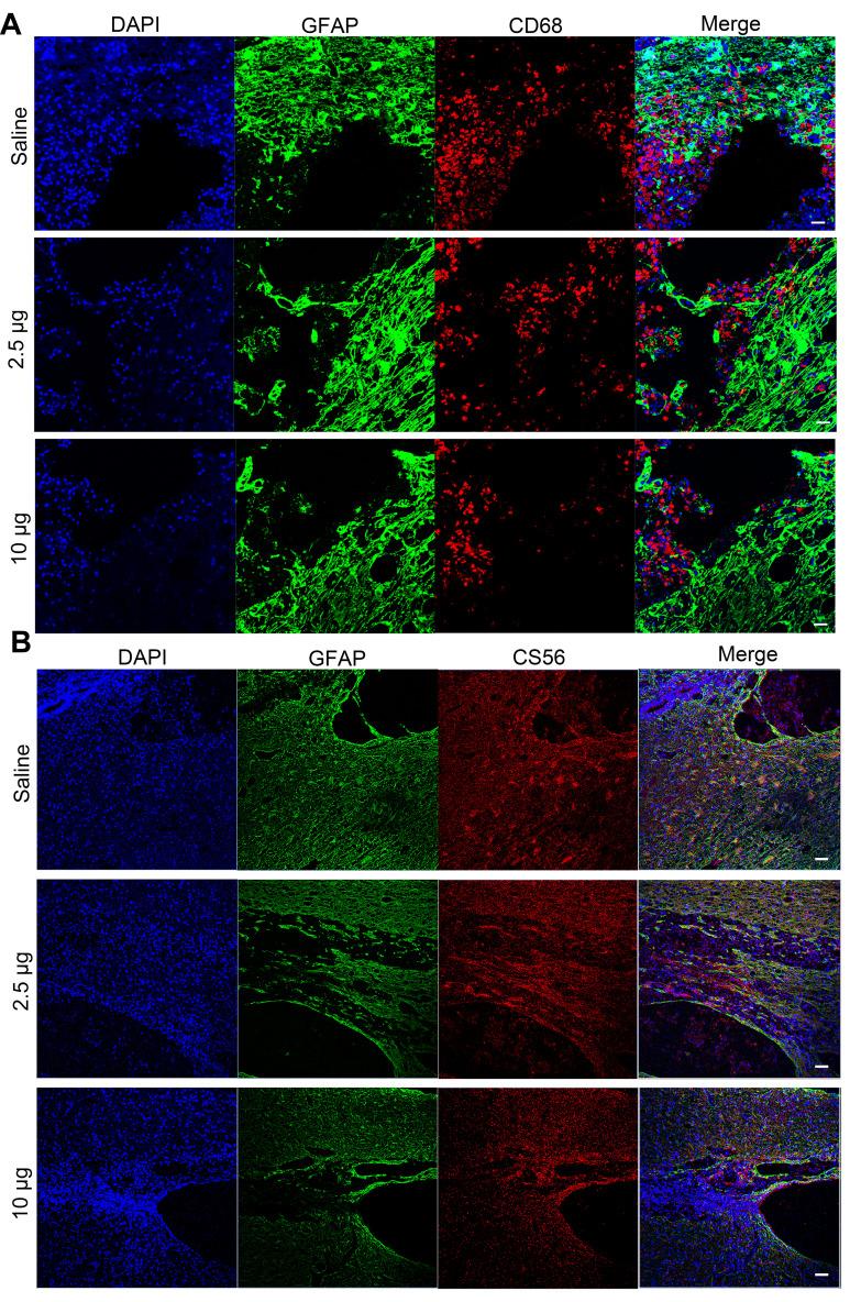 https://cdn.ncbi.nlm.nih.gov/pmc/blobs/3495/7754097/20e28a3f3968/IJN-15-10113-g0006.jpg