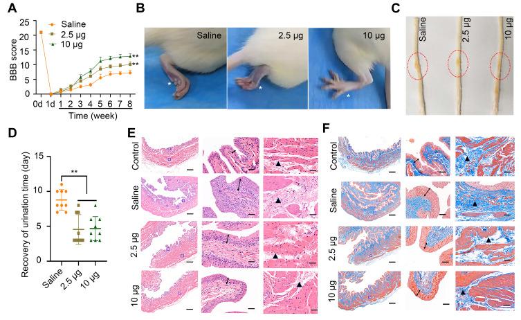 https://cdn.ncbi.nlm.nih.gov/pmc/blobs/3495/7754097/b59a76a37063/IJN-15-10113-g0004.jpg