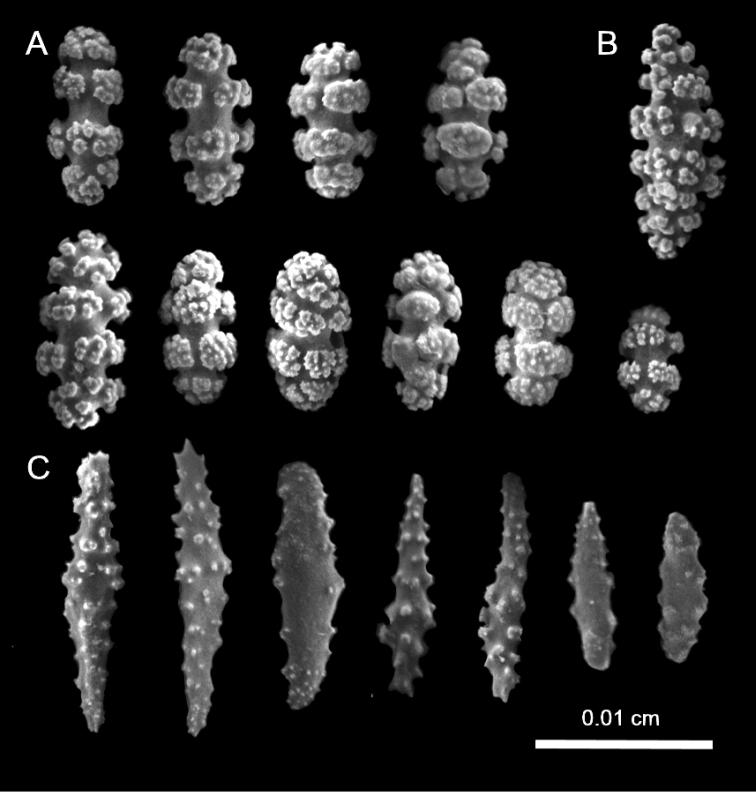 https://cdn.ncbi.nlm.nih.gov/pmc/blobs/3497/7895808/764d62e992a8/zookeys-1017-001-g003.jpg