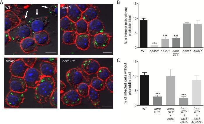 https://cdn.ncbi.nlm.nih.gov/pmc/blobs/349c/6586356/1077b0ea1b85/ppat.1007812.g006.jpg