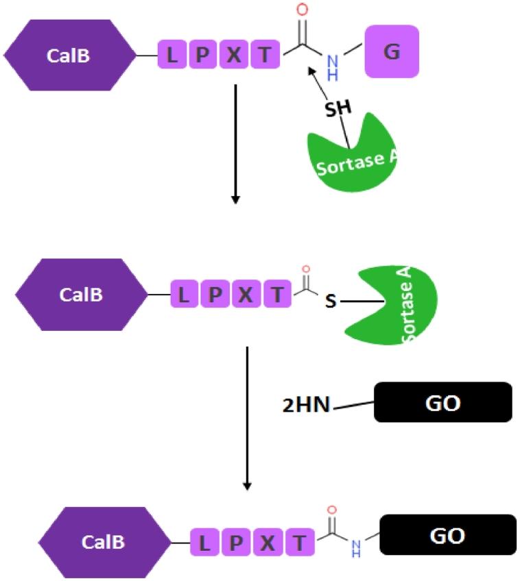 https://cdn.ncbi.nlm.nih.gov/pmc/blobs/349e/9171452/d7e08662be04/sc1.jpg