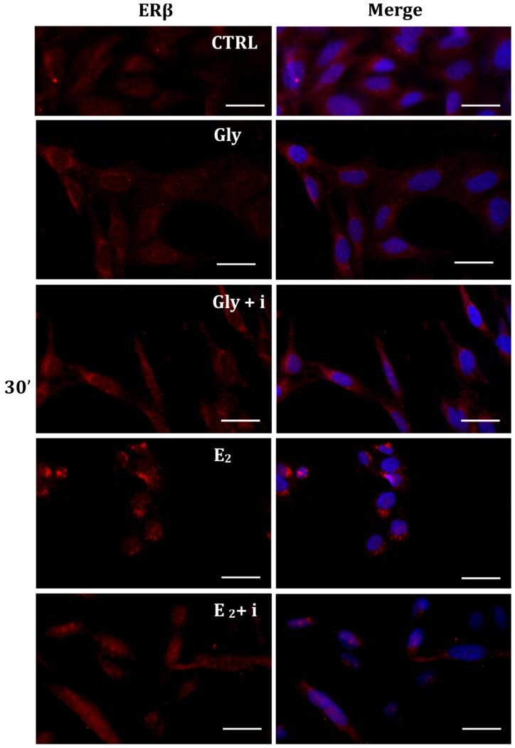 https://cdn.ncbi.nlm.nih.gov/pmc/blobs/34a1/11241661/02d89af60b11/ijms-25-07039-g008.jpg