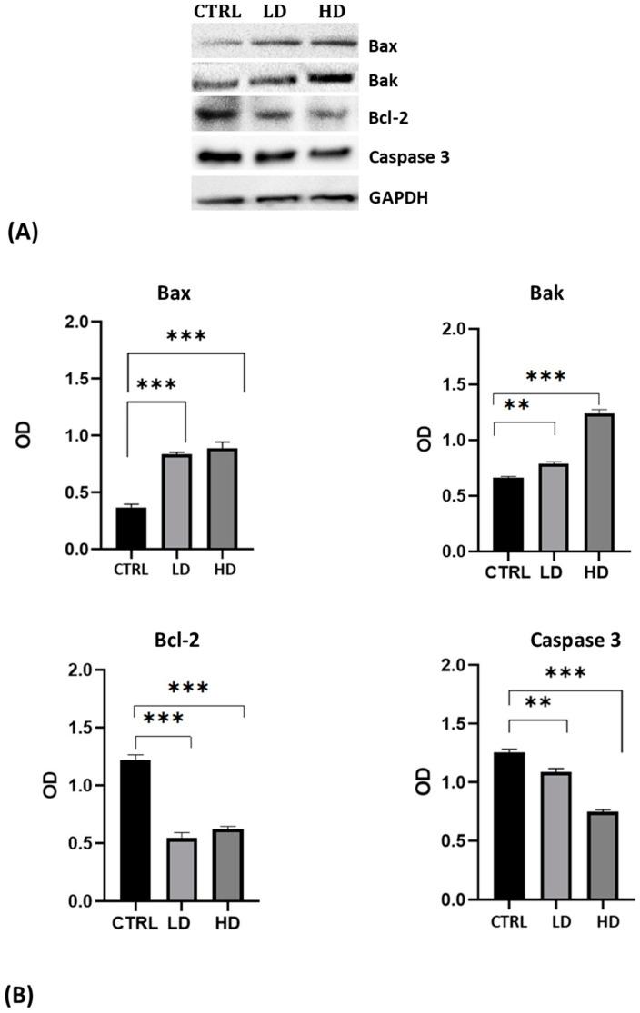 https://cdn.ncbi.nlm.nih.gov/pmc/blobs/34a1/11241661/3adecebf4df5/ijms-25-07039-g003.jpg