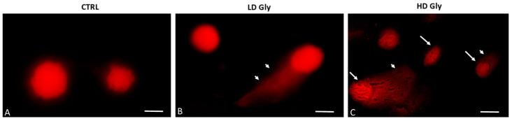 https://cdn.ncbi.nlm.nih.gov/pmc/blobs/34a1/11241661/8a469edd43e8/ijms-25-07039-g002.jpg