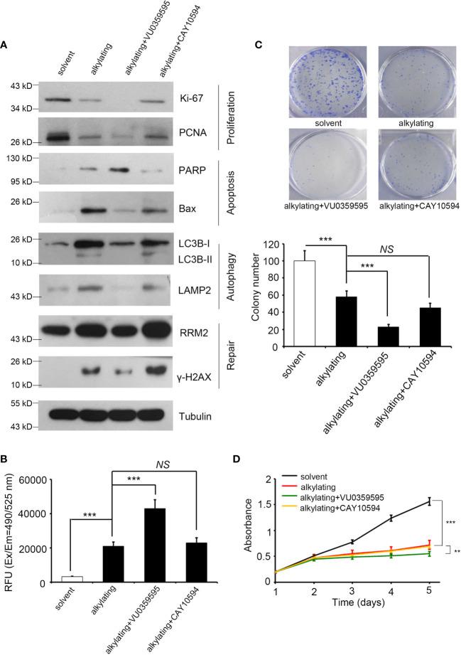 https://cdn.ncbi.nlm.nih.gov/pmc/blobs/34a2/8813753/6b7d89003392/fonc-11-811635-g003.jpg