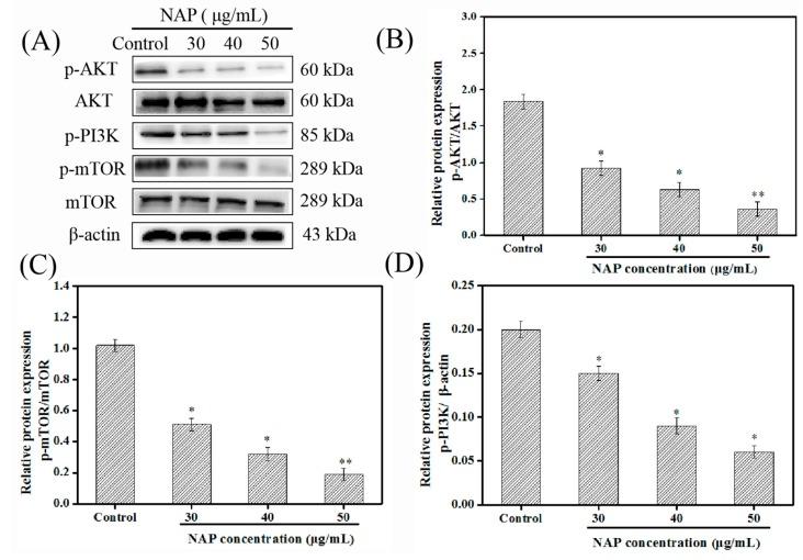 https://cdn.ncbi.nlm.nih.gov/pmc/blobs/34a4/6627947/a0e398049cdf/marinedrugs-17-00366-g005.jpg